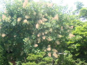 茶色のふわふわしたスモークツリー