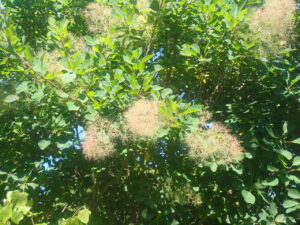 スモークツリー