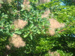 スモークツリー