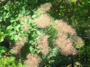 茶色のふわふわしたスモークツリー