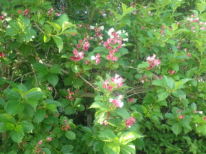 白やピンクのハコネウツギ