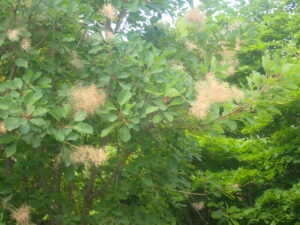 茶色のふわふわしたスモークツリー