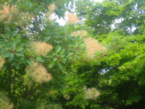 茶色のふわふわしたスモークツリー