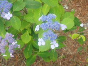 青い花のアマチャ
