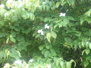 白い花のヤマボウシ