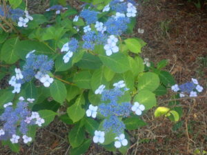 青い花のアマチャ