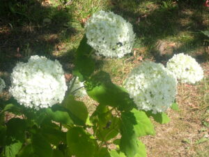 薄緑のアナベル