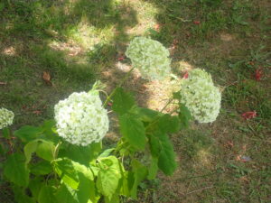 薄緑のアナベル