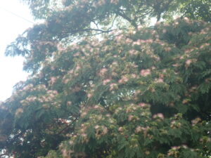 満開のネムノキ