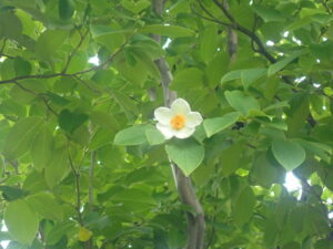 白い花のナツツバキ