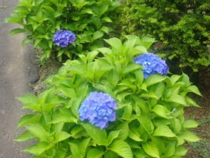 青い花のアジサイ