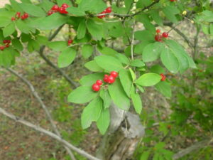 赤いヒョウタンのようなヒョウタンボクの実