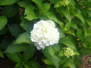 白い花のアジサイ