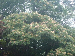 満開のネムノキ