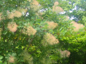 スモークツリー