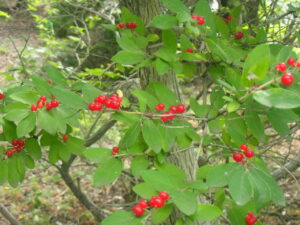 ヒョウタンのような実のヒョウタンボク