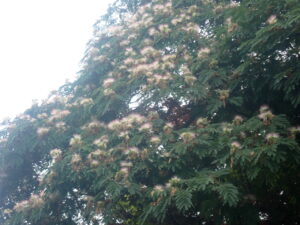 風に揺れているネムノキ