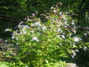 白い小さな花のミツバシモツケ