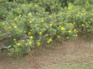 黄色い花のキンロバイ