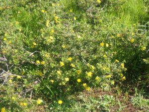 黄色い花のキンロバイ