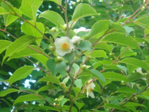 小さい白い花のヒメシャラ