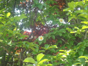 白い花のナツツバキ