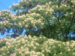 満開のネムノキ