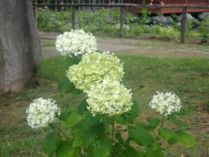 薄緑のアナベル