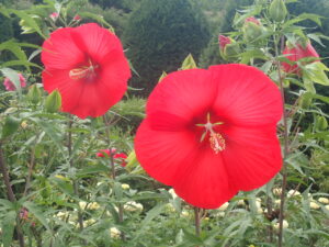 真っ赤な花のタイタンビカス