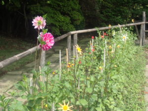 赤や白や黄色のダリア