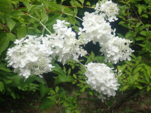 白い花のミナヅキ