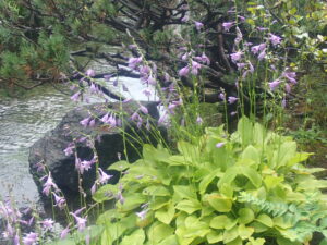 紫の花のギボウシ