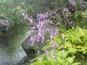 紫の花のギボウシ