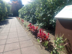 赤い花のケイトウ