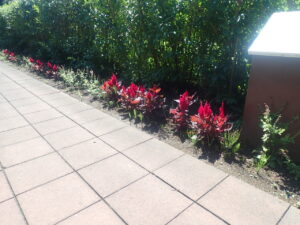 赤い花のケイトウ