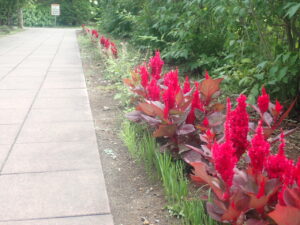 赤い花のケイトウ