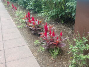 赤い花のケイトウ