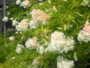 ピンクに変わり始めたマナヅキ