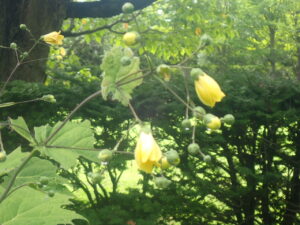 黄色い花のキレンゲショウマ