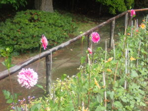 赤い花のダリア