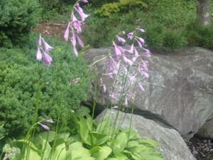 紫の花のギボウシ