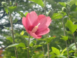 赤い花のムクゲ