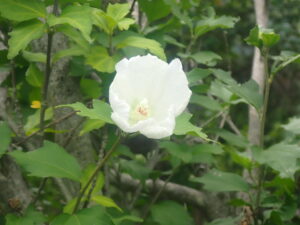 白い花のムクゲ