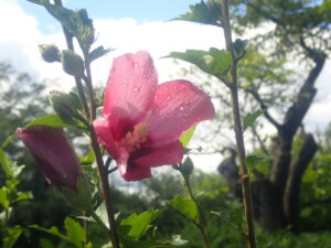 ピンク色のムクゲ