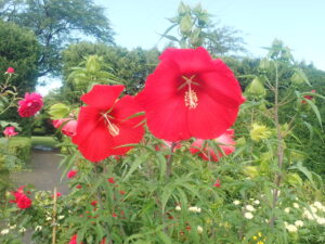赤い花のタイタンビカス