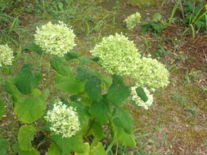 薄緑のアナベル