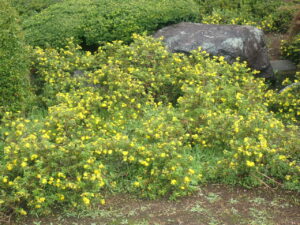 黄色い花のキンロバイ