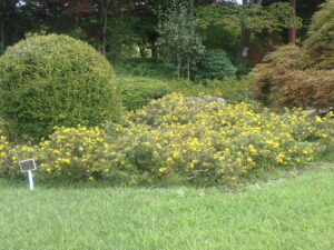 黄色い花のキンロバイ