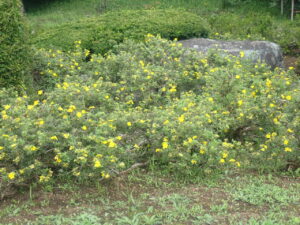 黄色い花のキンロバイ