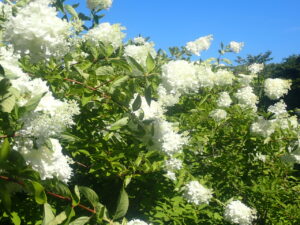 白い花のミナヅキ